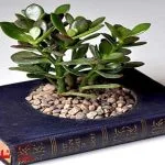 تأثیر طراحی جلد کتاب در فروش